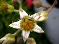 /album/v-edicion-2004-2005-fotografias-ganadoras-/a2%c2%ba-dig-pentaflower-jpg/